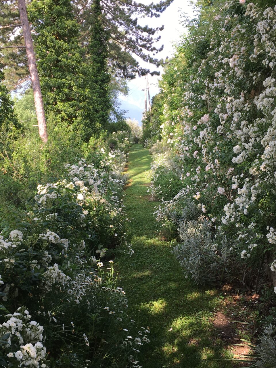 Un sentiero fra masse di fiori bianchi