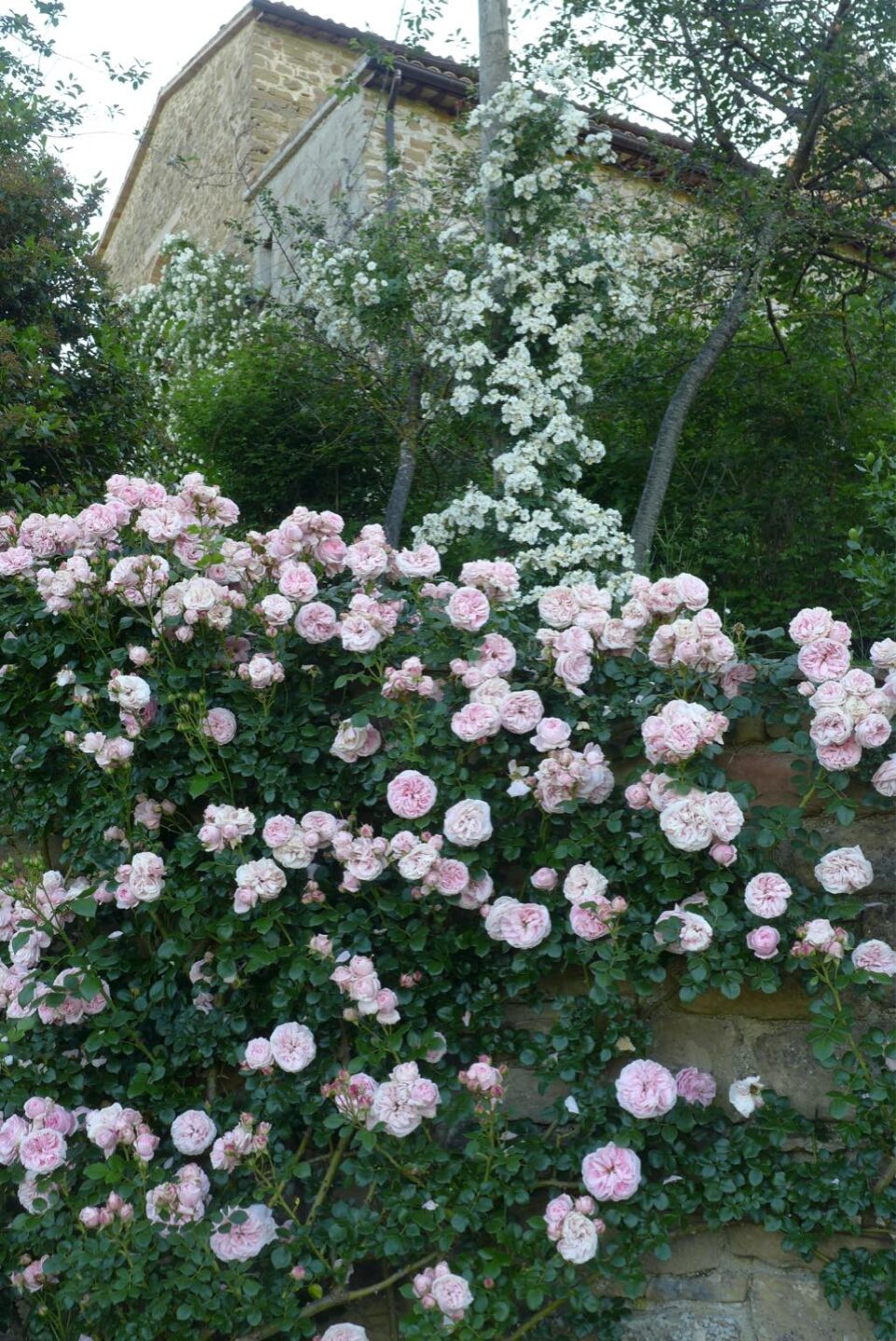 La rosa "Giardina"