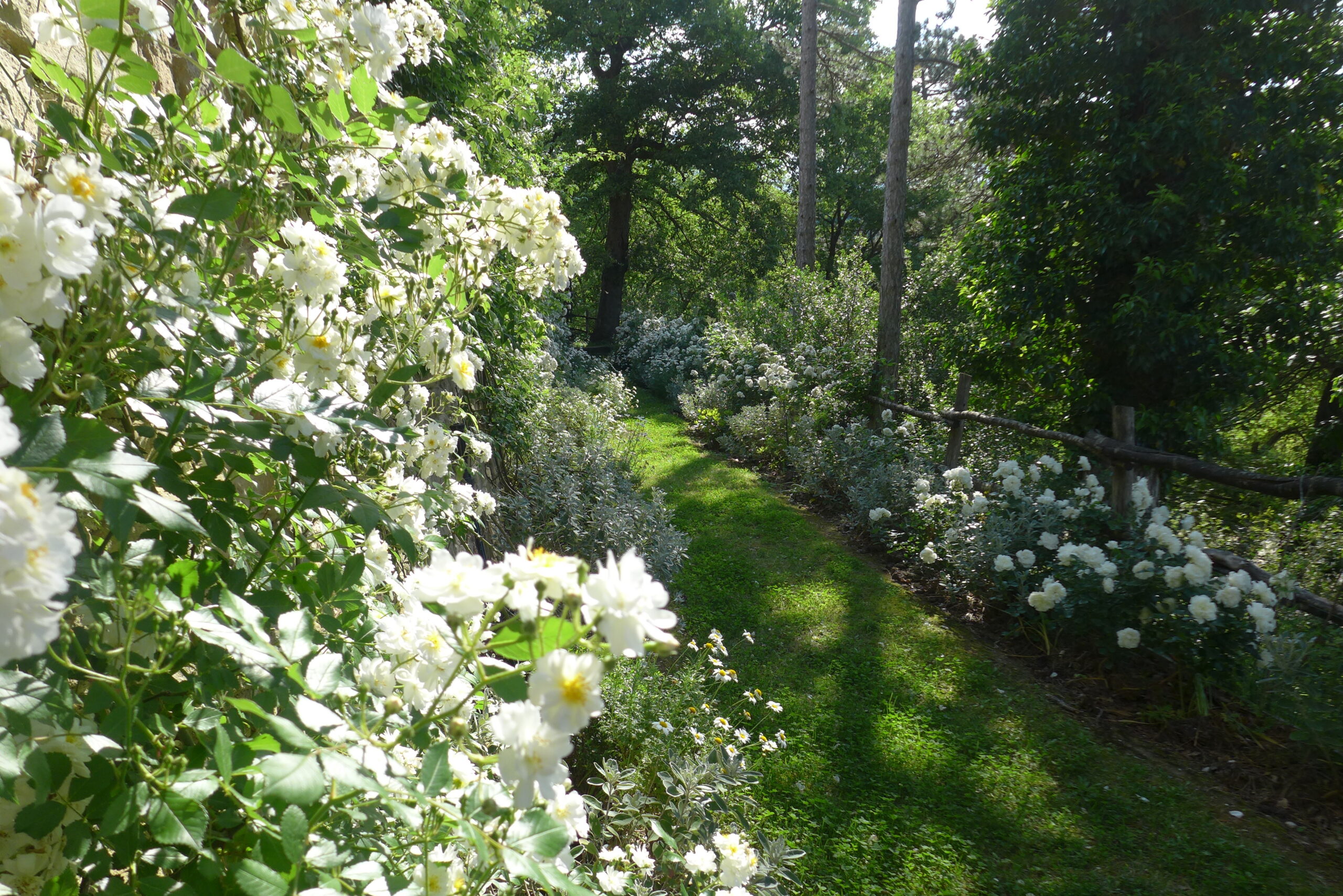 il giardino bianco