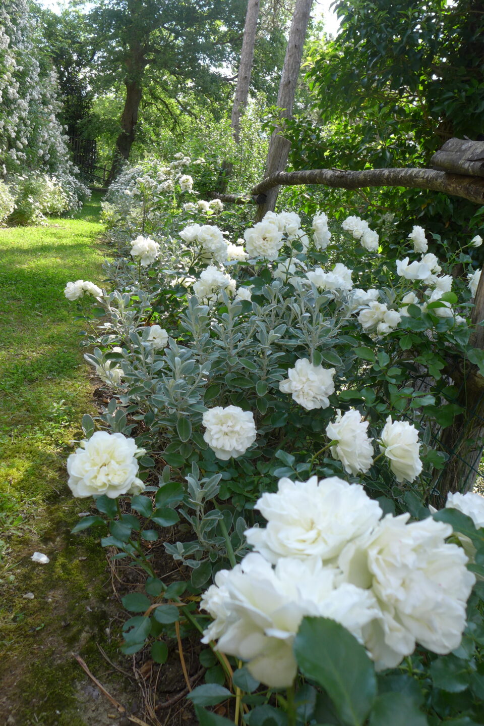 Rose "White Meidiland"