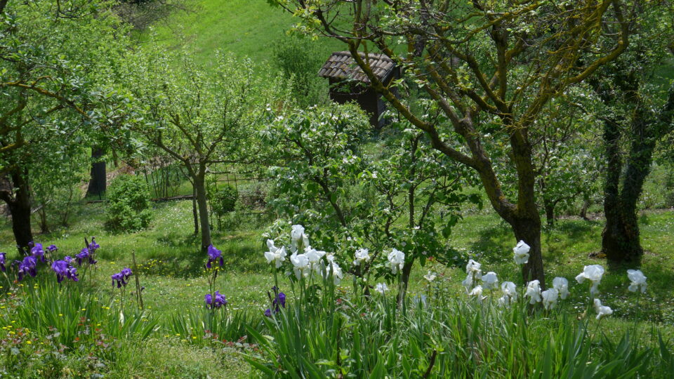 Iris bianchi e viola