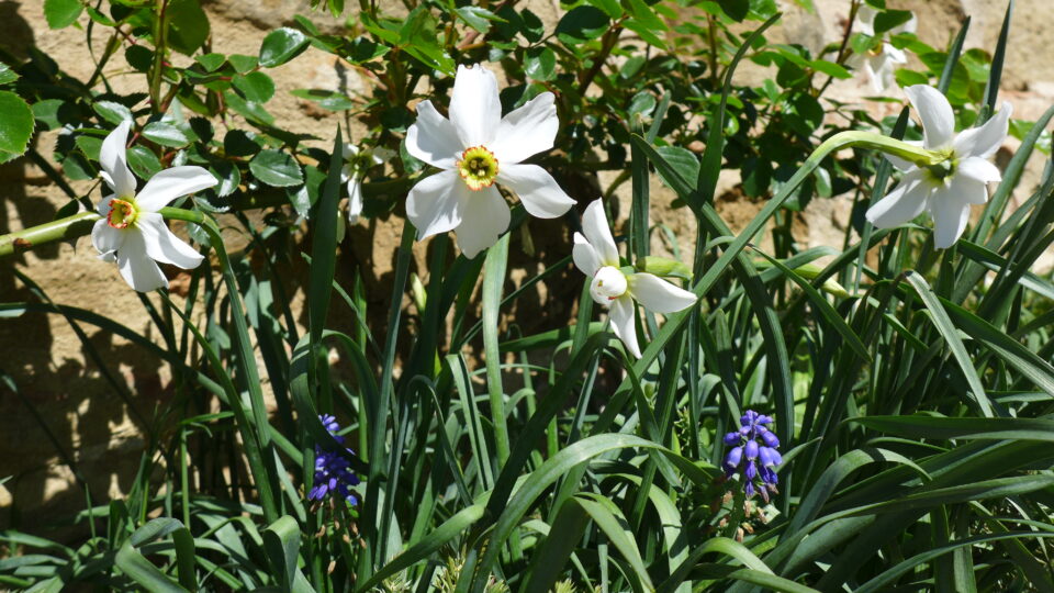 Narcissus poeticus Actaea